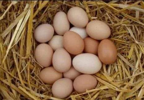 Jajka od kur z własnego podwórka