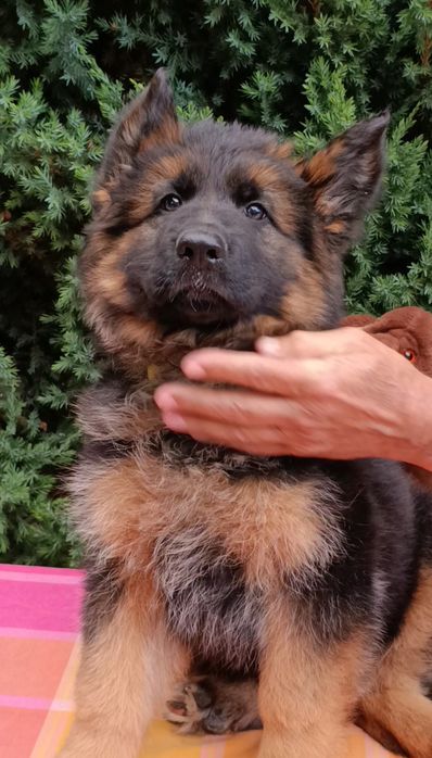 Цуценя німецької вівчарки