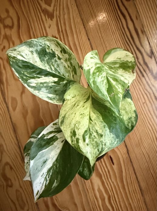 Epipremnum Manjula