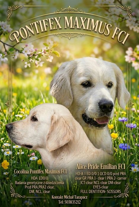 Golden retriever FCI ZKwP piesek