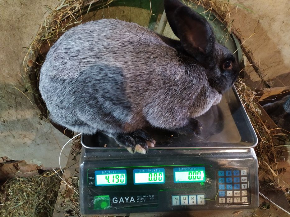 Продаю кролі Полтавське срібло