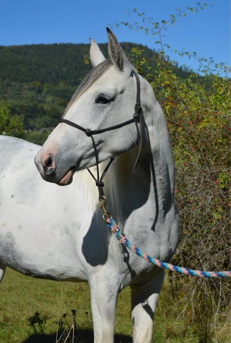 Klacz o wyjatkowje maści