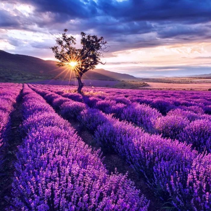 Lawenda wąskolistna Hidcote Blue 30 SZT. sadzonek w doniczkach P9 fioletowo-niebieska