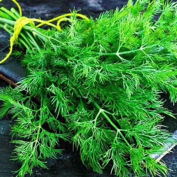 Насіння Кропу ВЕРДО F1 VERDO F1 Семена Укропа