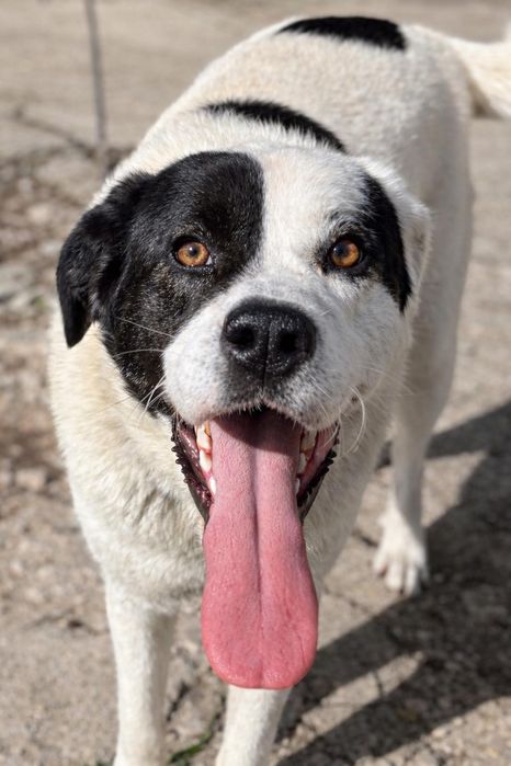 Cadela grande e meiga