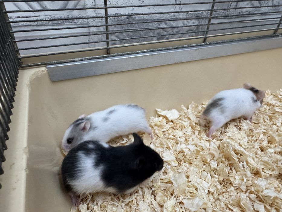 Chomiki Syryjskie  młode samce i samiczki