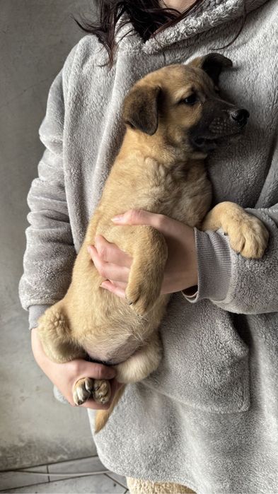 Cachorro para adoptar