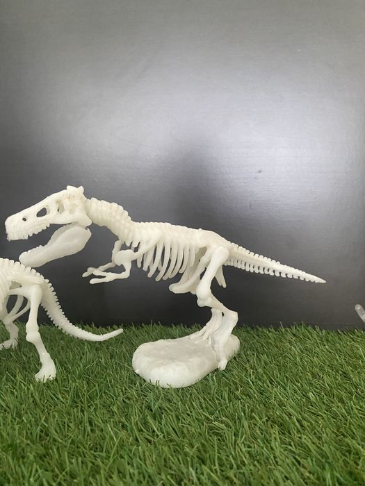 Dinossauros Esqueletos