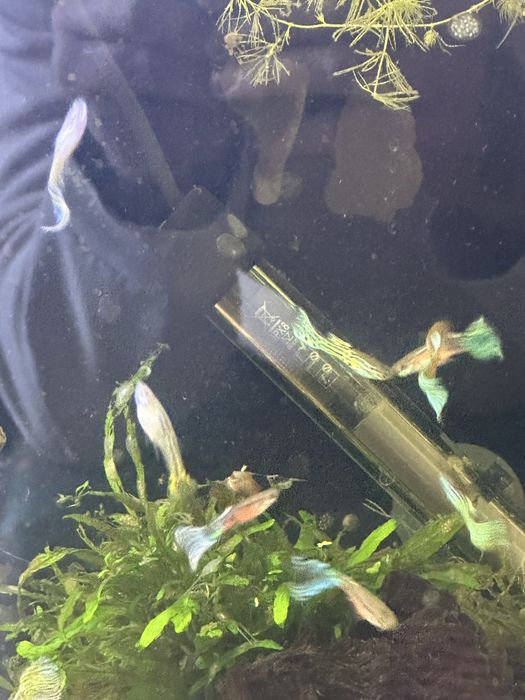 Guppy endler cobra Machos varias cores
