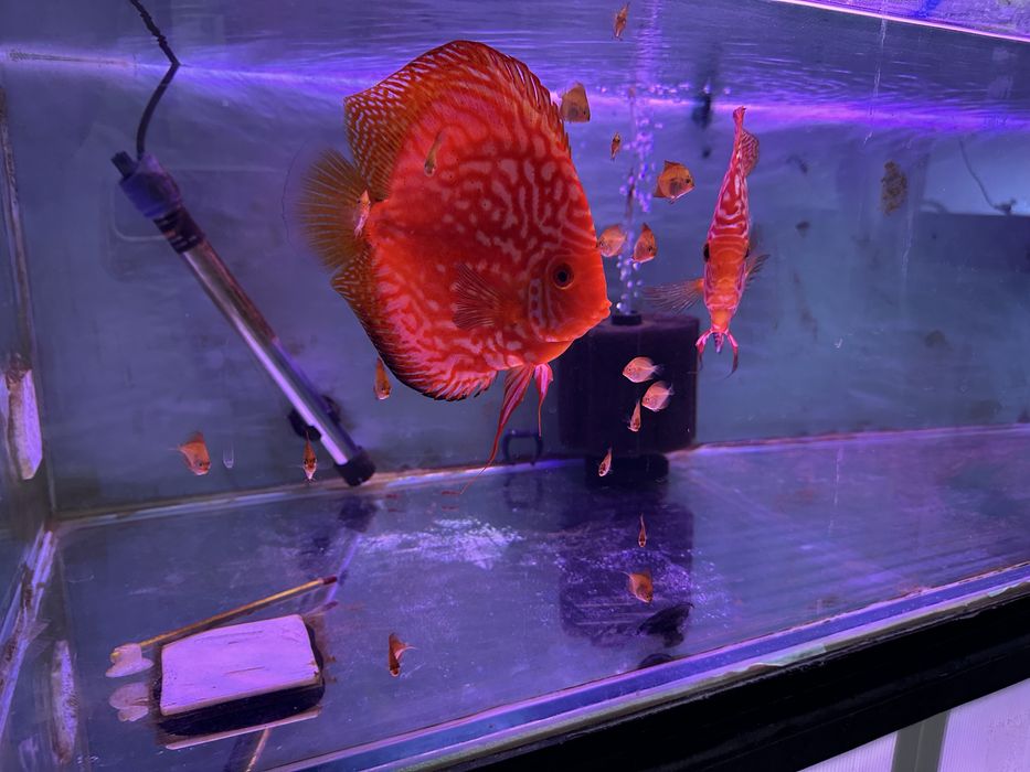 Casais de discus