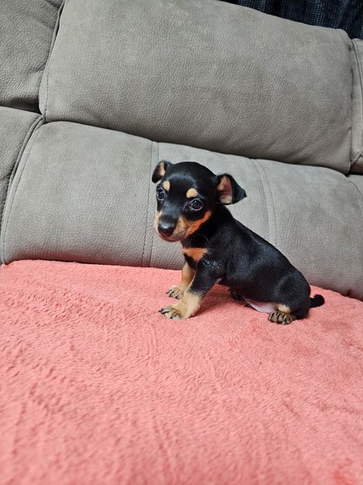 Pinscher mini macho
