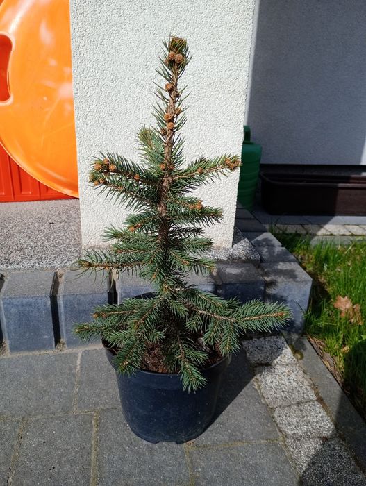 Świerk srebrny sadzonka 52 cm