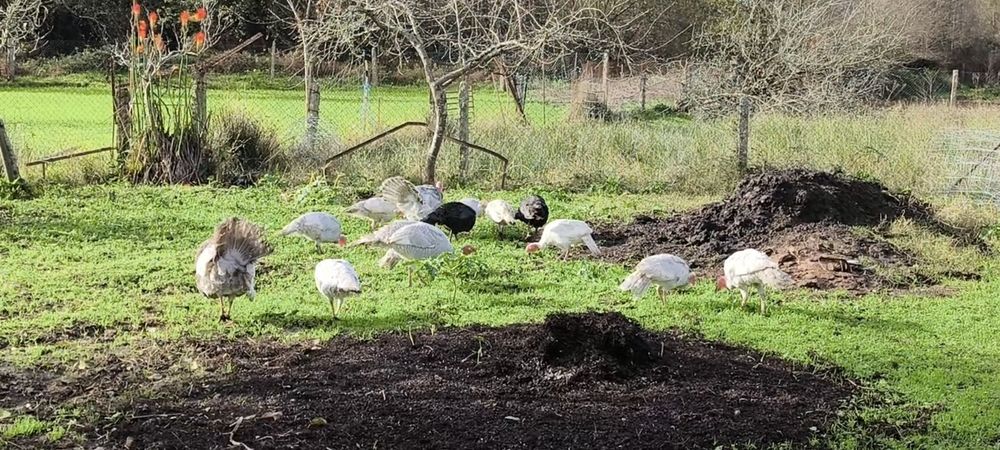 Perus Lavanda ou Cinza