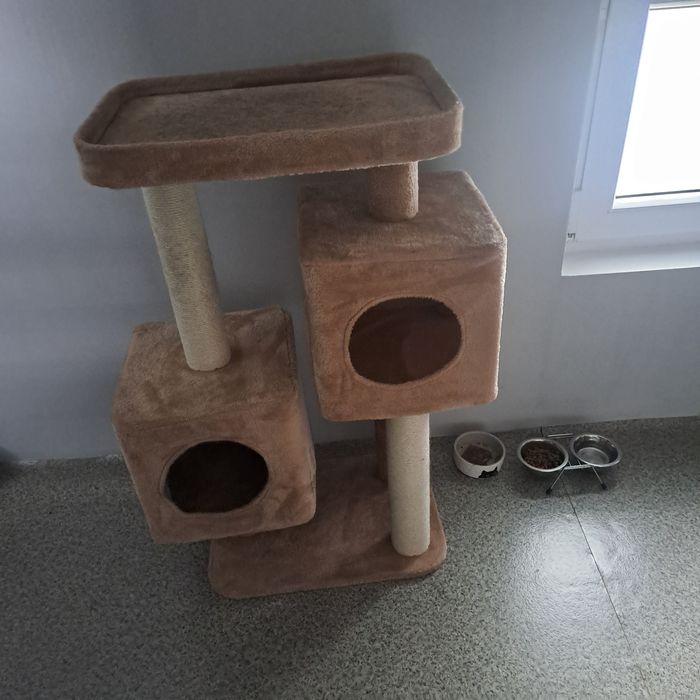 Kotka za darmo...