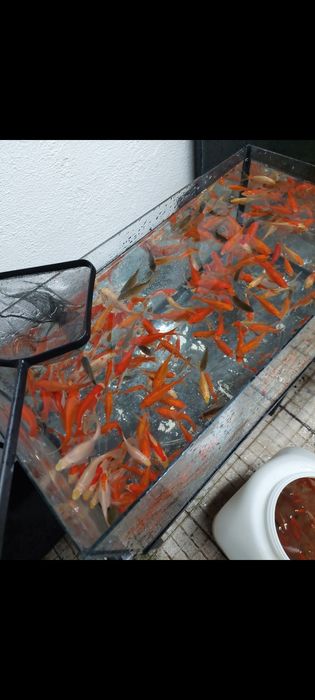 Peixe Goldfish Cometa várias cores