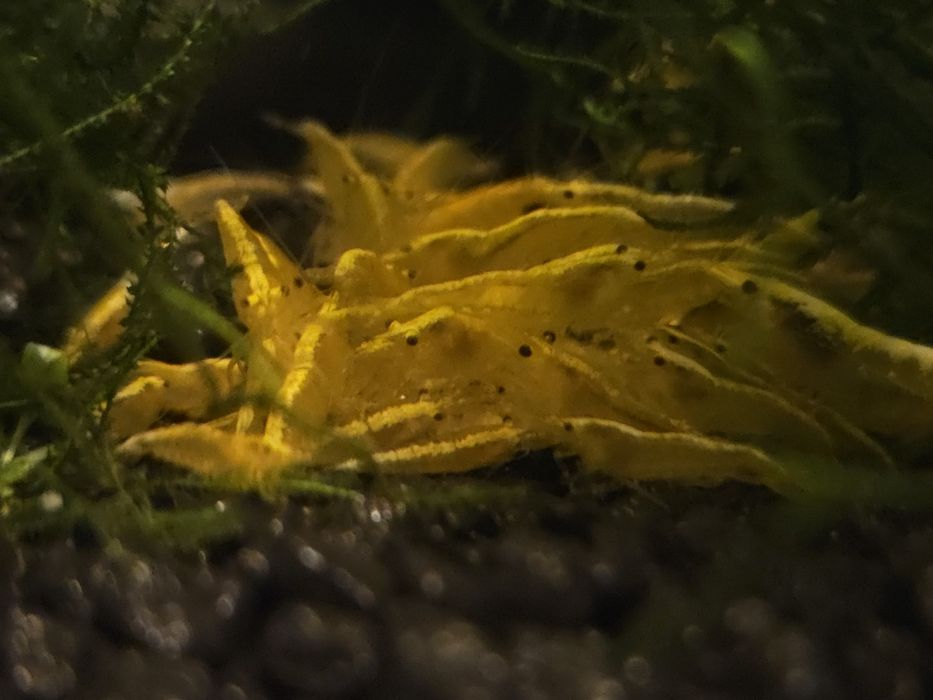 Krewetki neocardina yellow z pasem golden