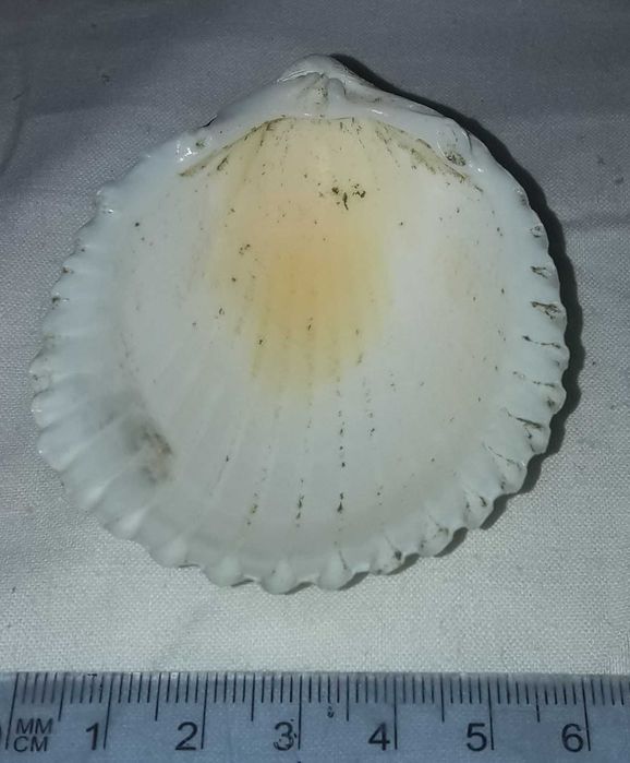 ракушка для аквариума