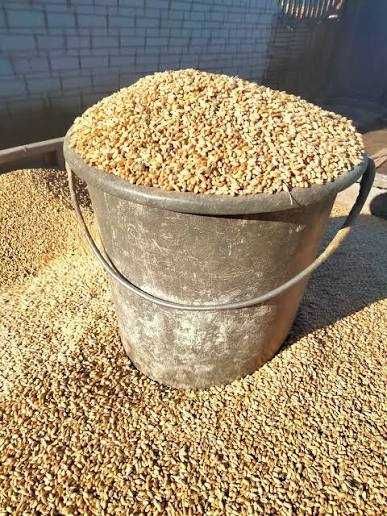 Продам Зерно пшениці 2026