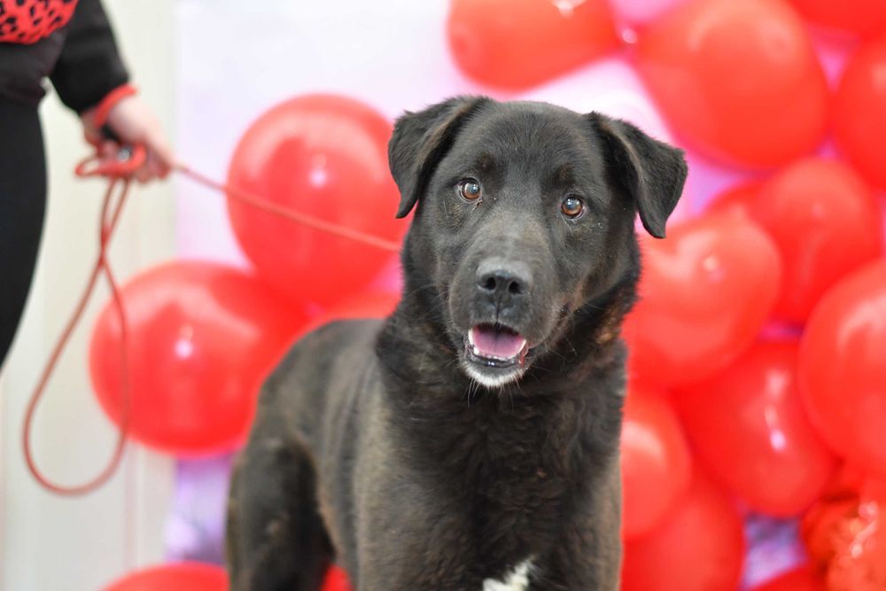 Radosny Remik szuka aktywnego domku!