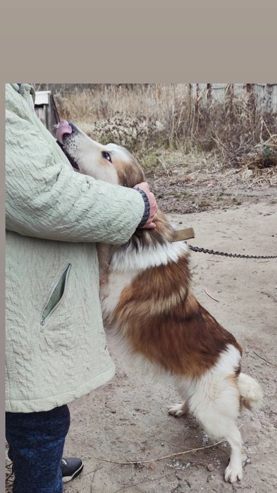 Отдам пса, возраст 5 лет, сидит на цепи сам