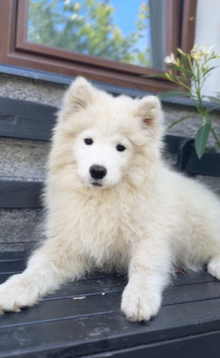 Ostatnia suczka Samoyed samojed Zapraszamy