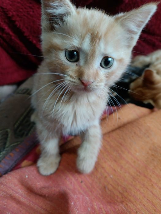 Отдаем котенка мальчик рыжий