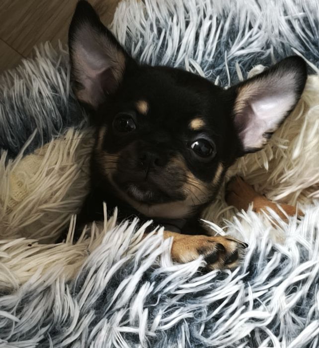 chihuahua krótkowłosy