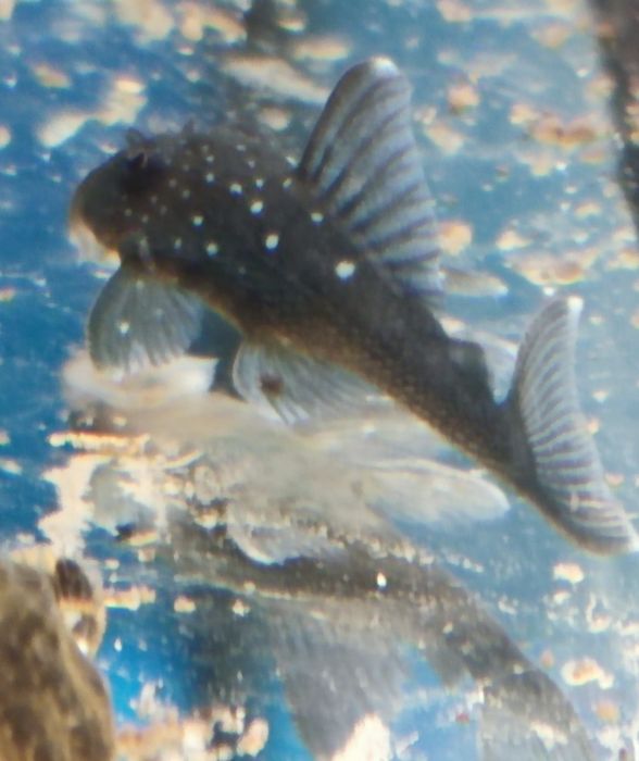 Zbrojnik L128 Blue Phantom Aquafizz Creative