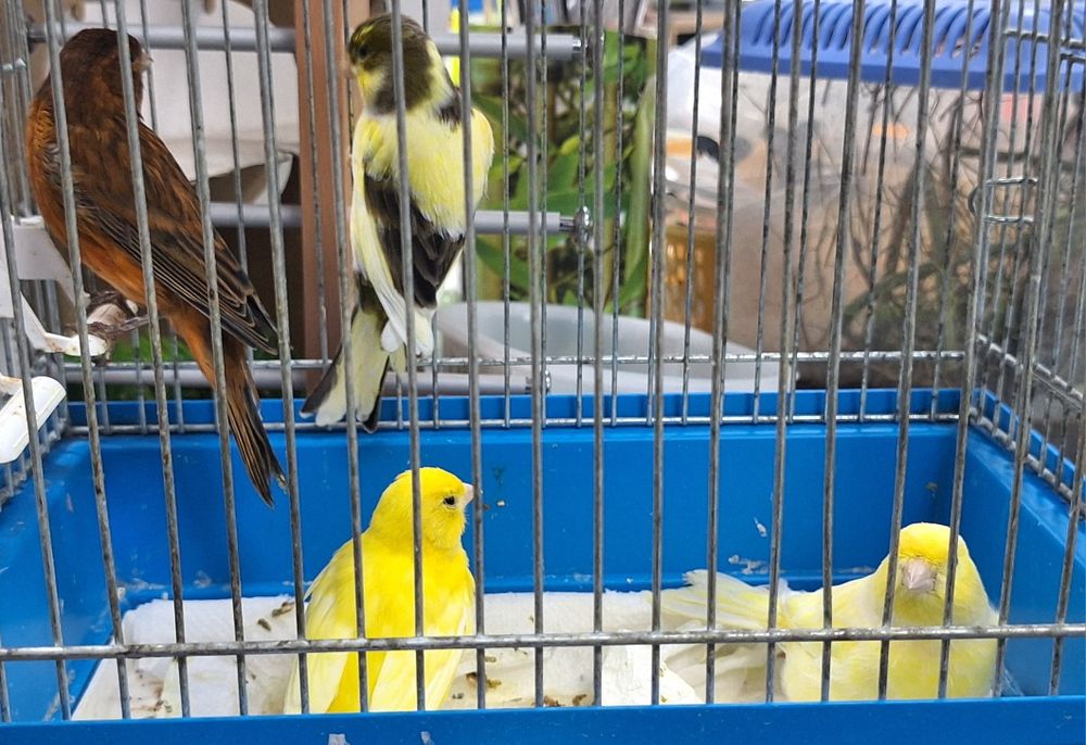 Kanarek kanarki samce