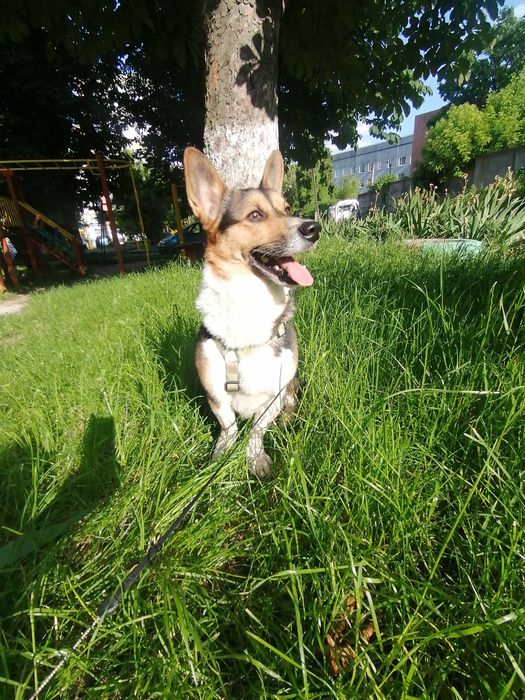 Хлопчик помісь Коргі