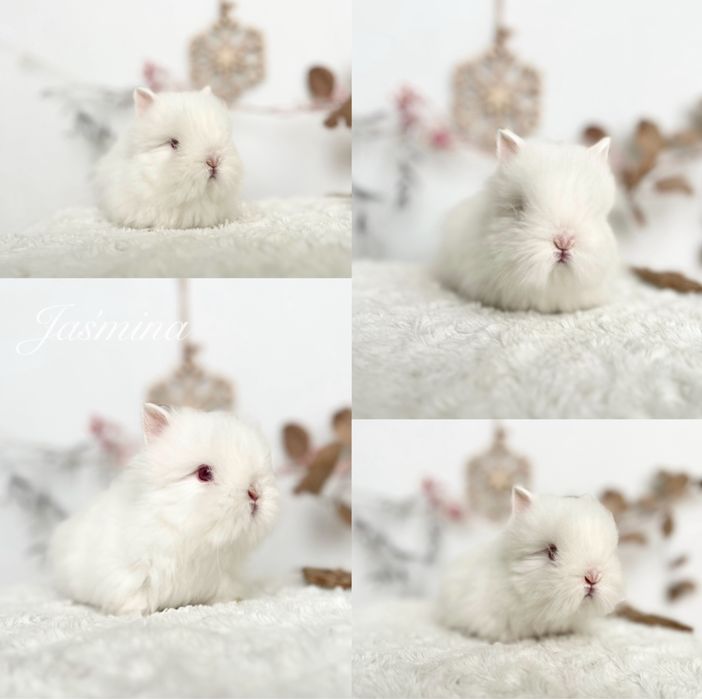Króliczki Mini lop, Karzełki Teddy, Zarejestrowana hodowla