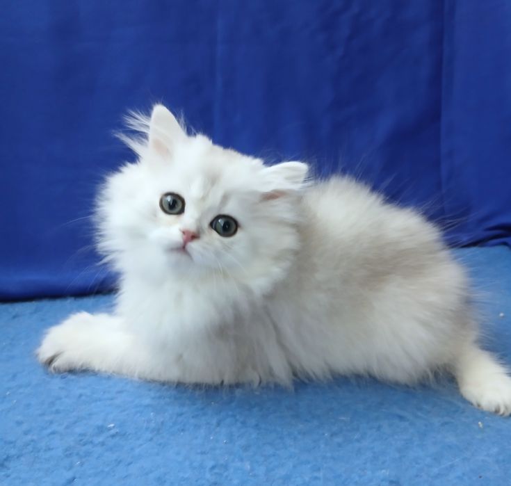 Серебристая шиншилла мальчик длинношерстный британский