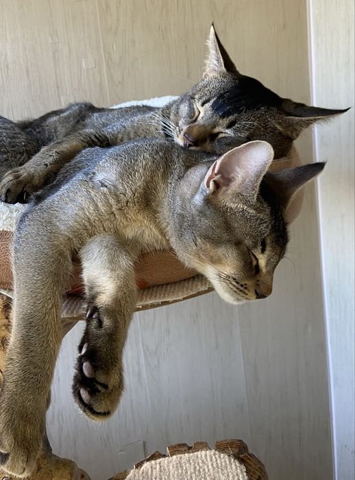 Роскошный котенок Чаузи F4