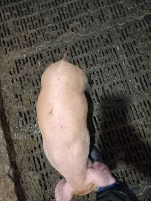 Поросята 10 кілограм