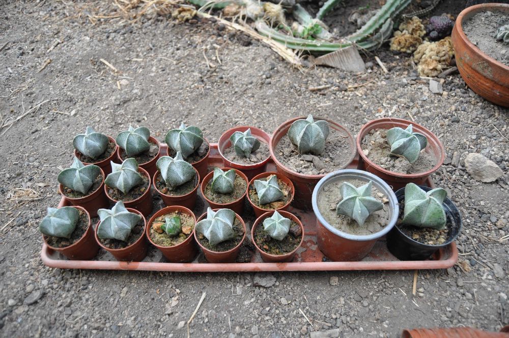 Cacto Astrophytum myriostigma
