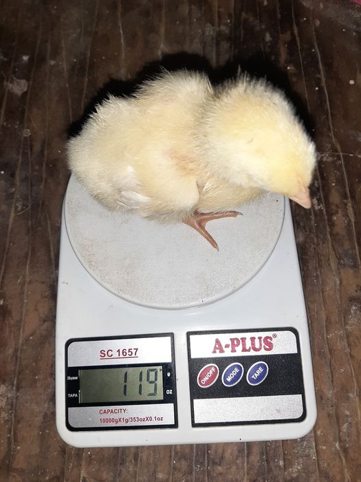 Бройлер. Мастер грей,  голошия.