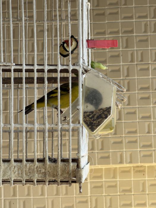 Vendo megellanicus/ tarim venezuela/ mestico de tarim 3 machos/ casal de canarios trimbado