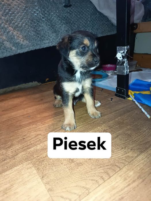 Kochane i urocze szczeniaki