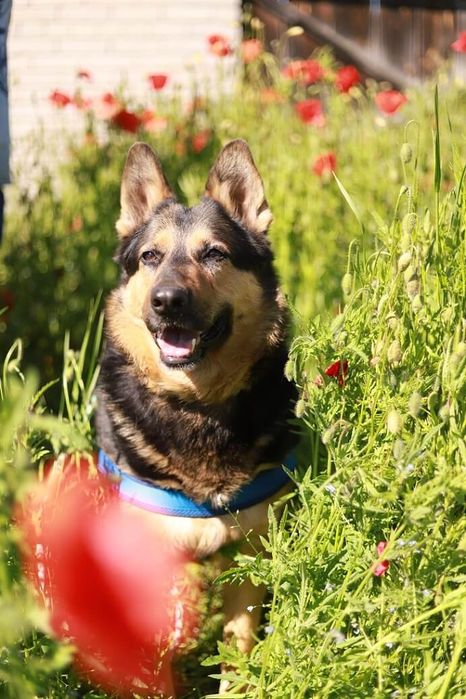 Merida - łagodna, spokojna, oddana sunia pragnie mieć własny kąt, miękkie posłanie