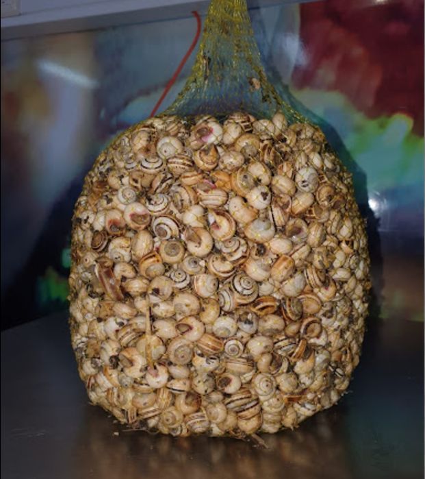 Sacos de caracois deliciosos 5 kilos para entregas