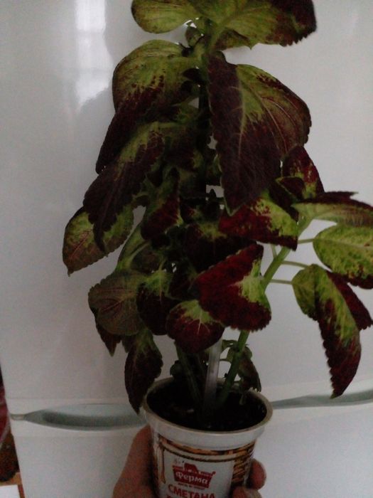 Колеус , дорослий вазон.