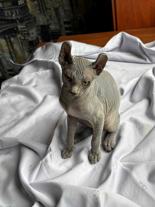 Тем хто цінує красу