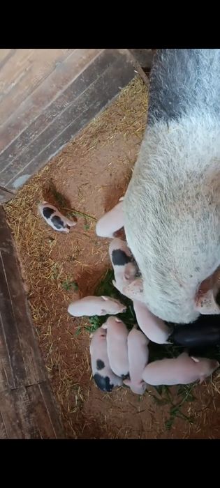 Вьєтнамські поросята