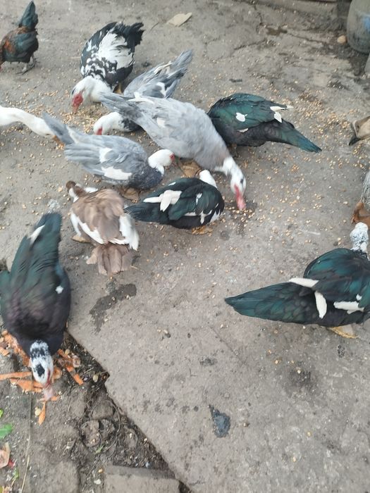 Vendo ou troco Patos mudos