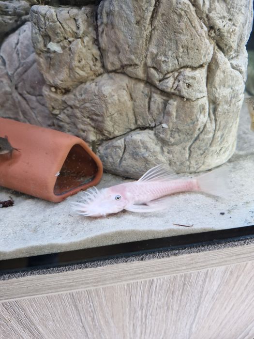 Zbrojniki super red snow white lemon