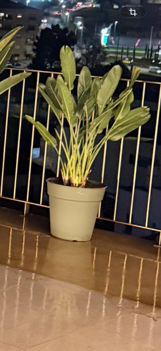 Vasos com estrelicias