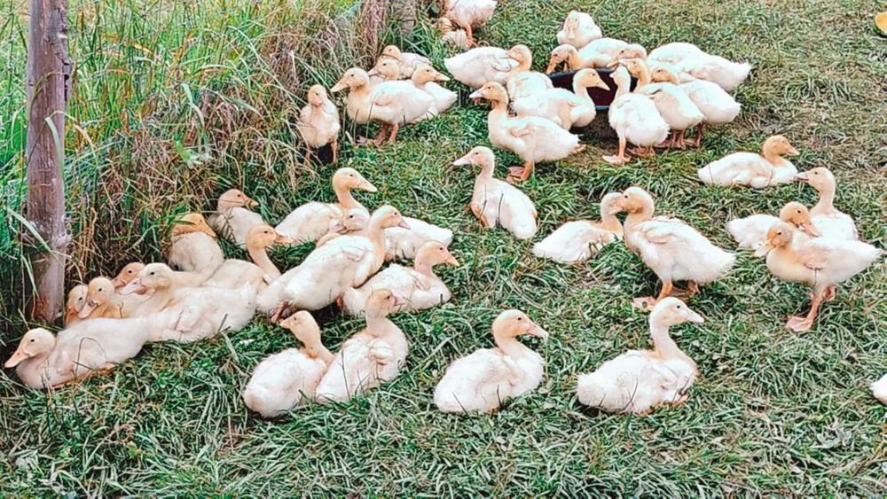 Sprzedam kaczki gęsi