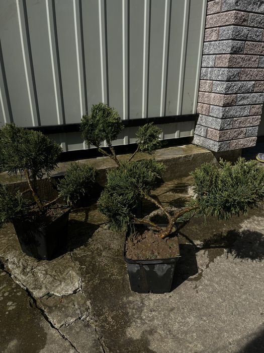 Ялівець  сформований