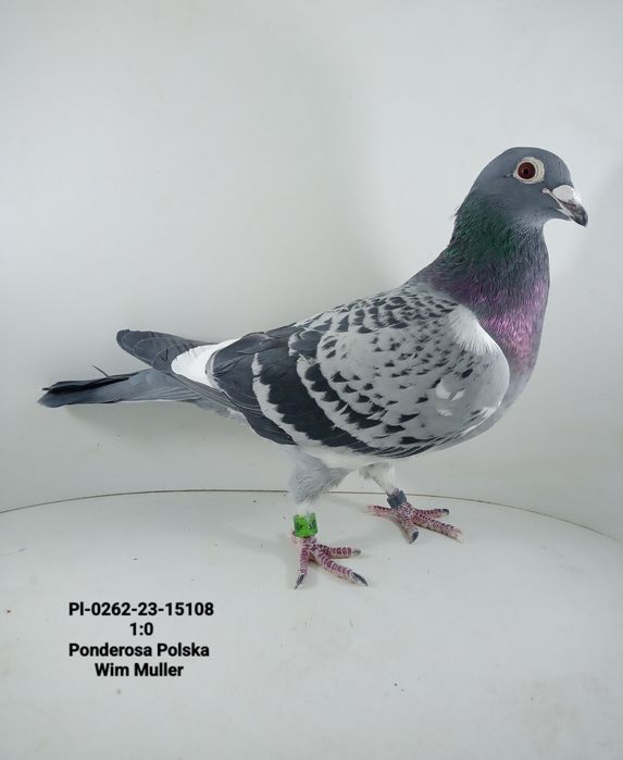 Piękna para ponderosa Polska Wim Muller gołębie pocztowe