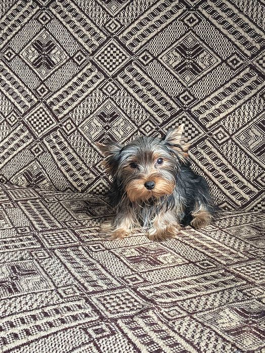 York Yorkshire terrier piesek